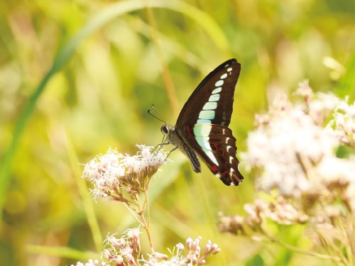 画像：（左）フジバカマ、（右）アオスジアゲハ