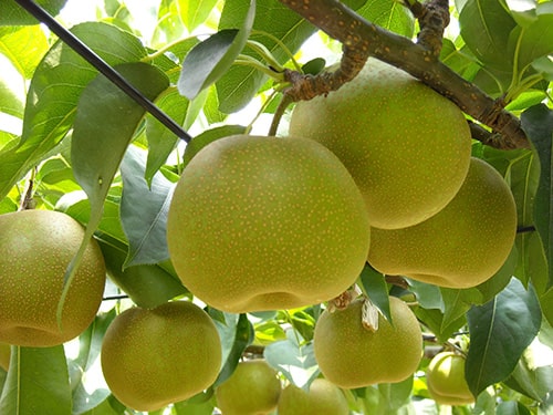 画像：市川のなし