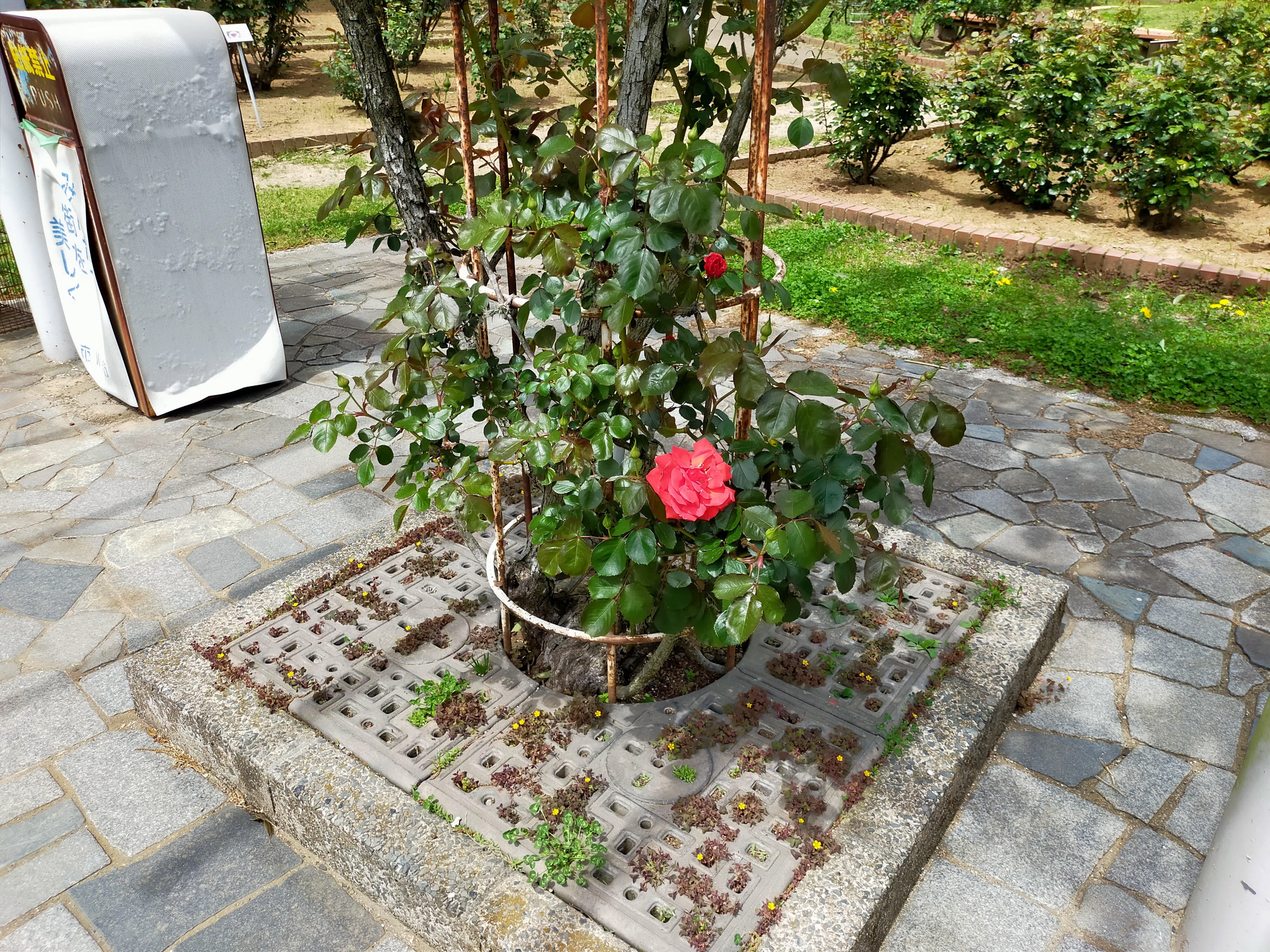 4月20日に咲いているバラ（焔の波）