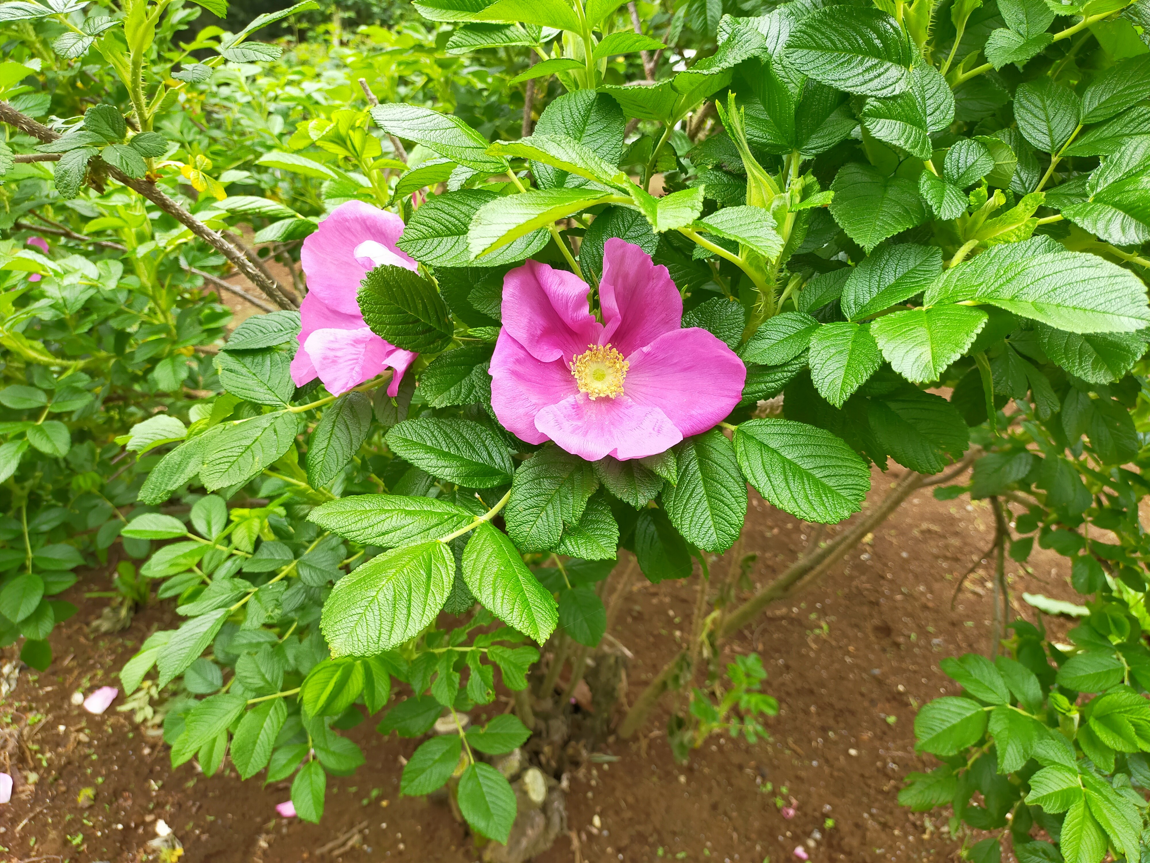 写真：ルゴサ　スカブローサの写真