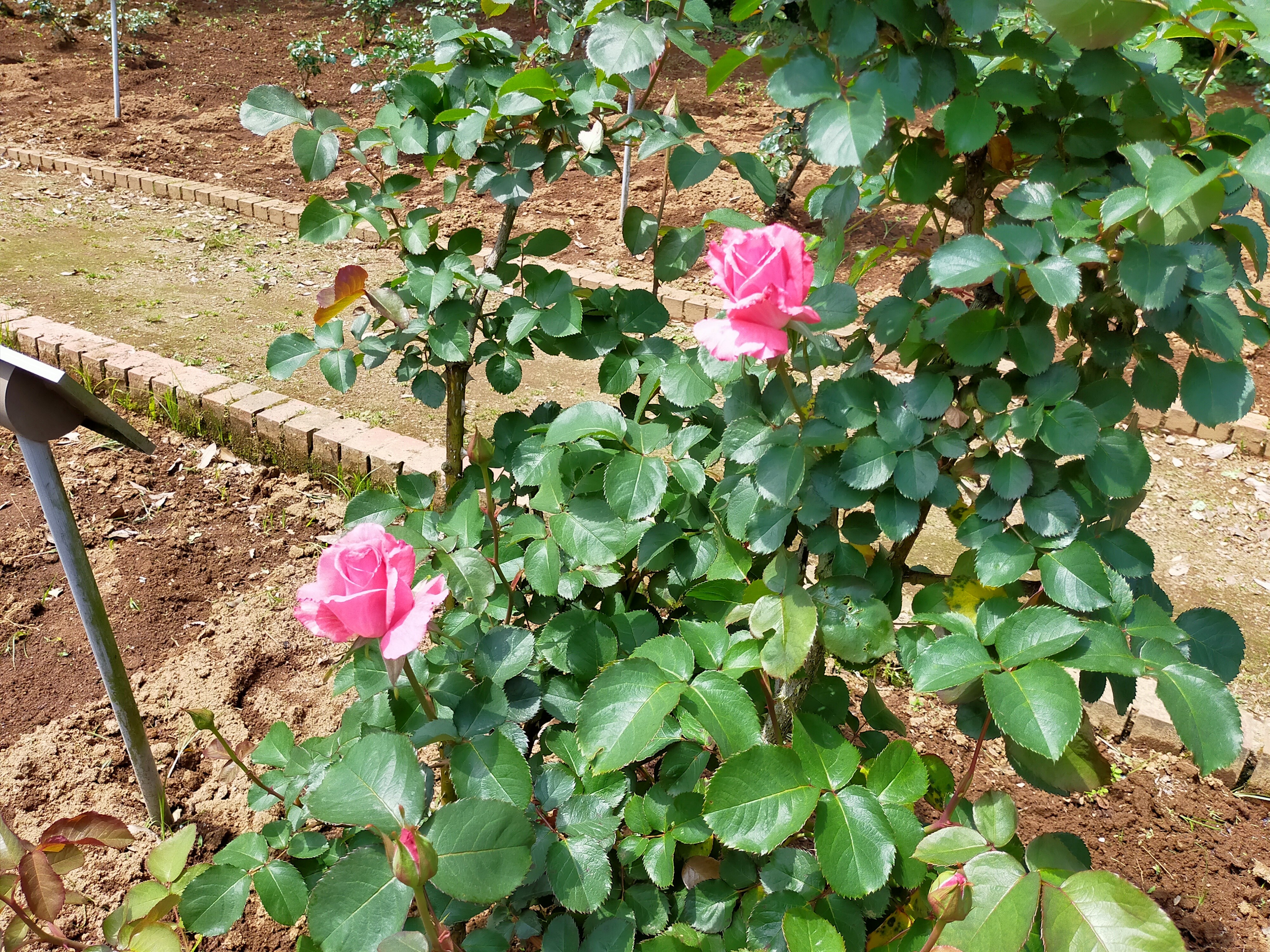 写真：芳純の写真