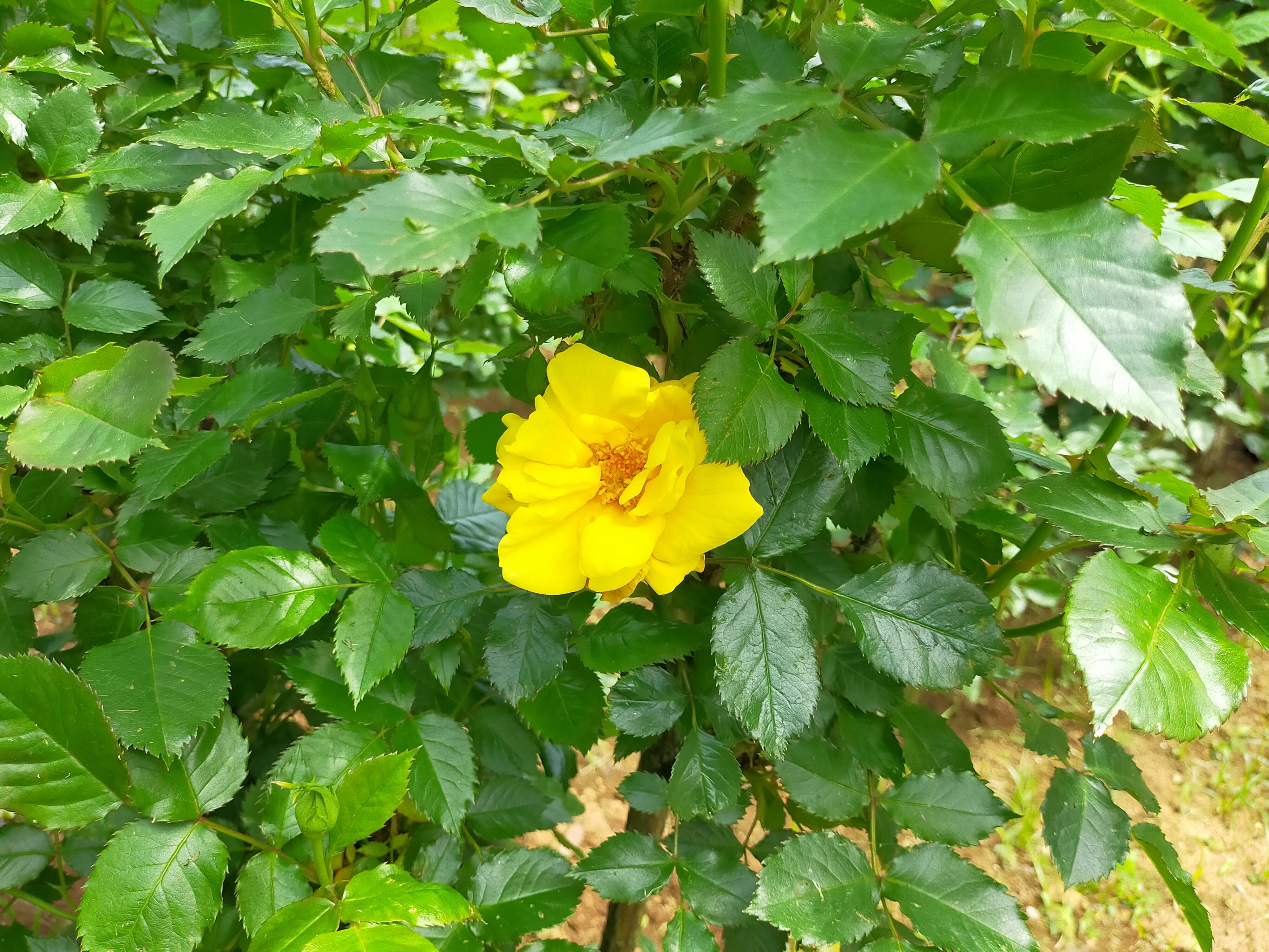 写真：フリージアの写真