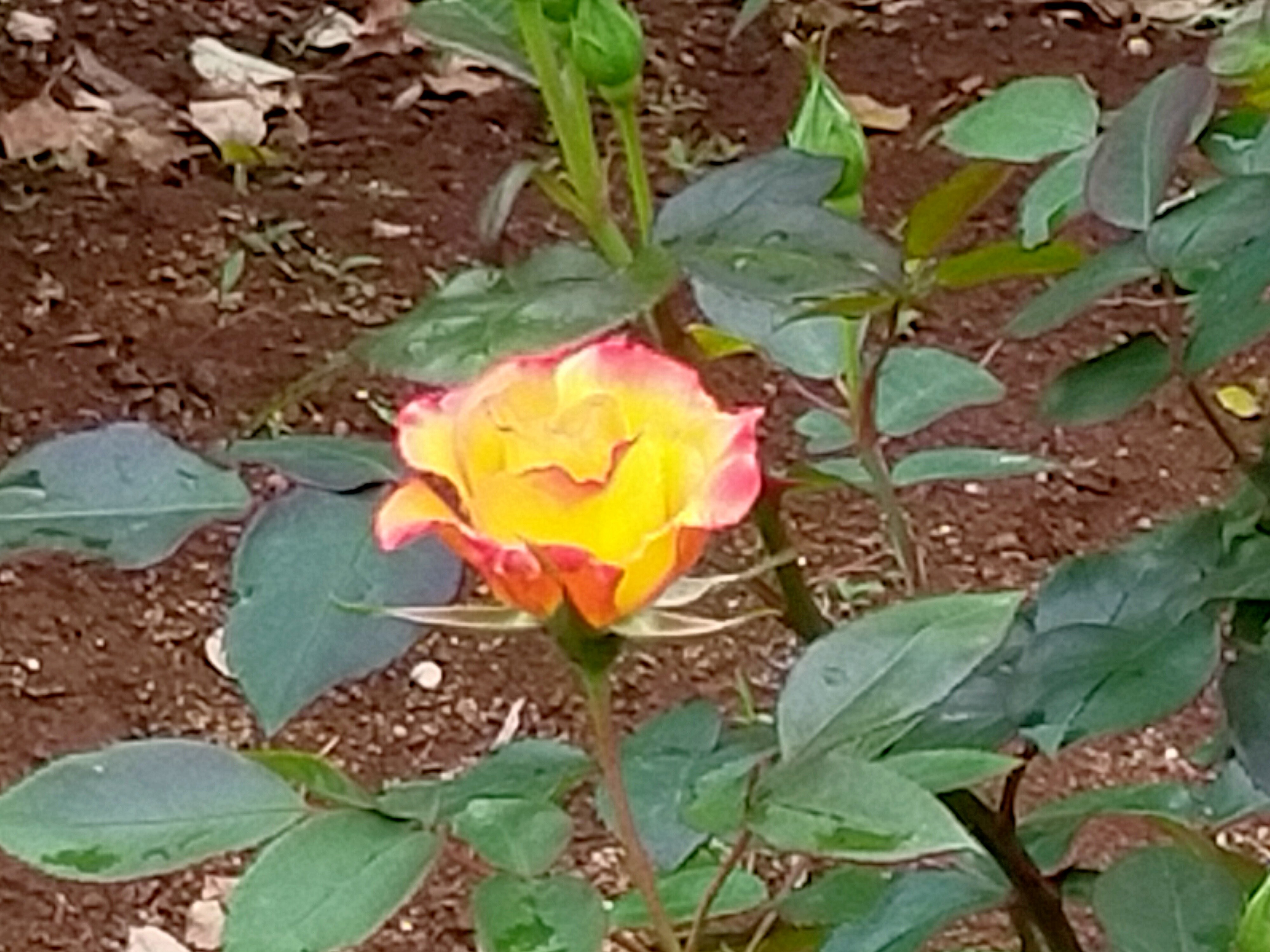 写真：チャールストンの写真