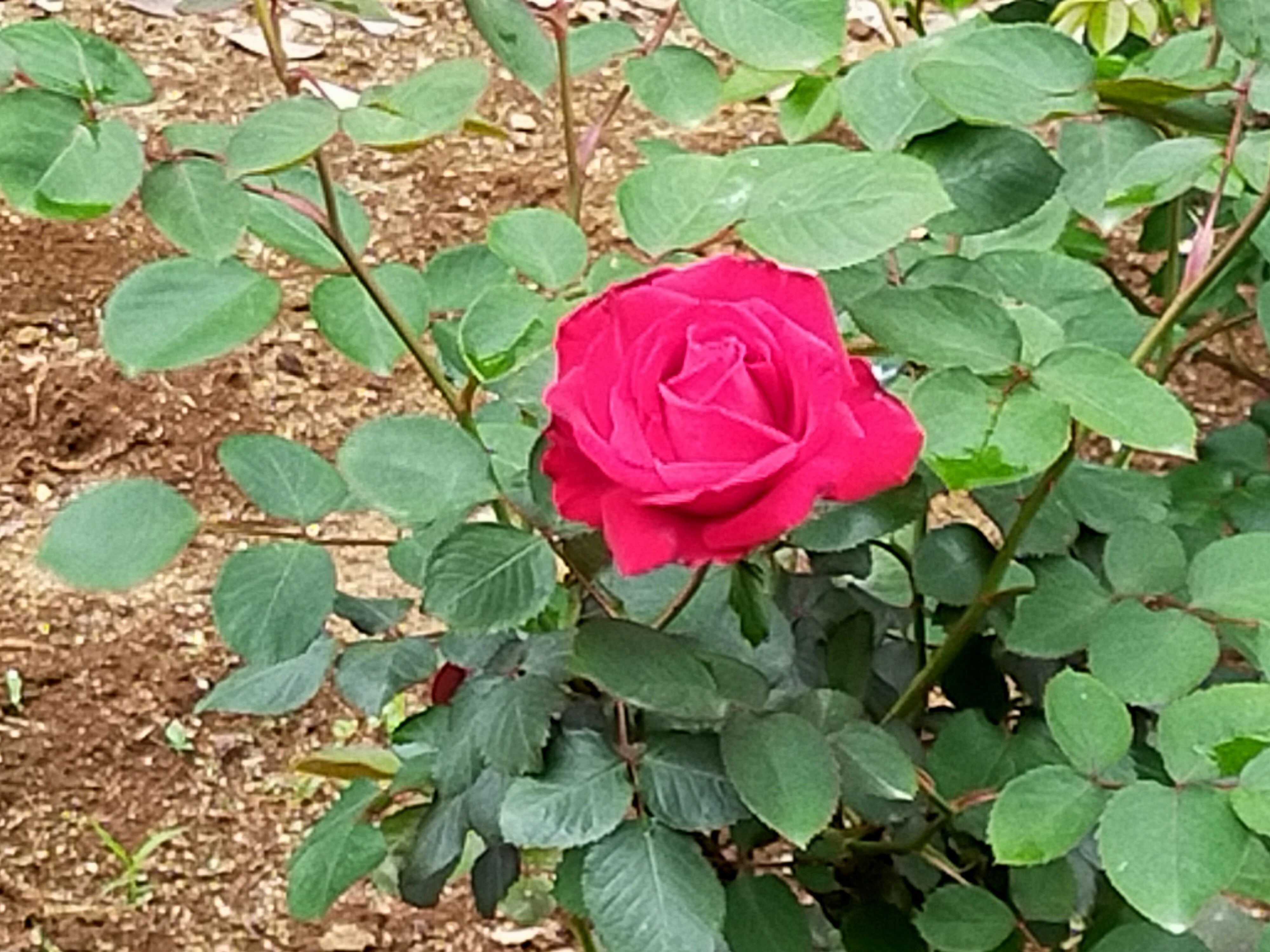 写真：メリナの写真