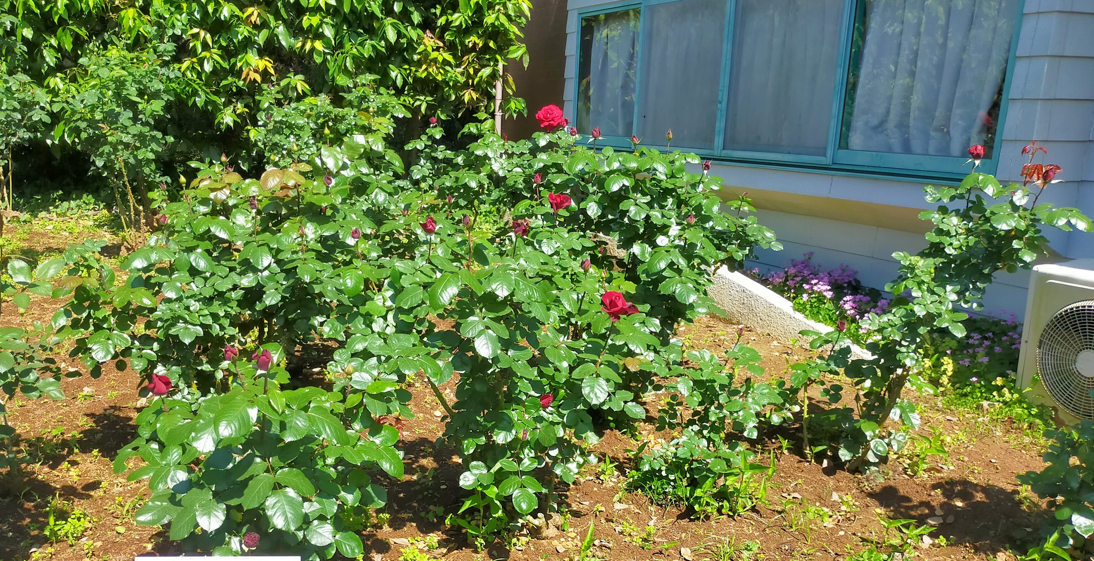 写真：プレジデント・サンゴールの写真