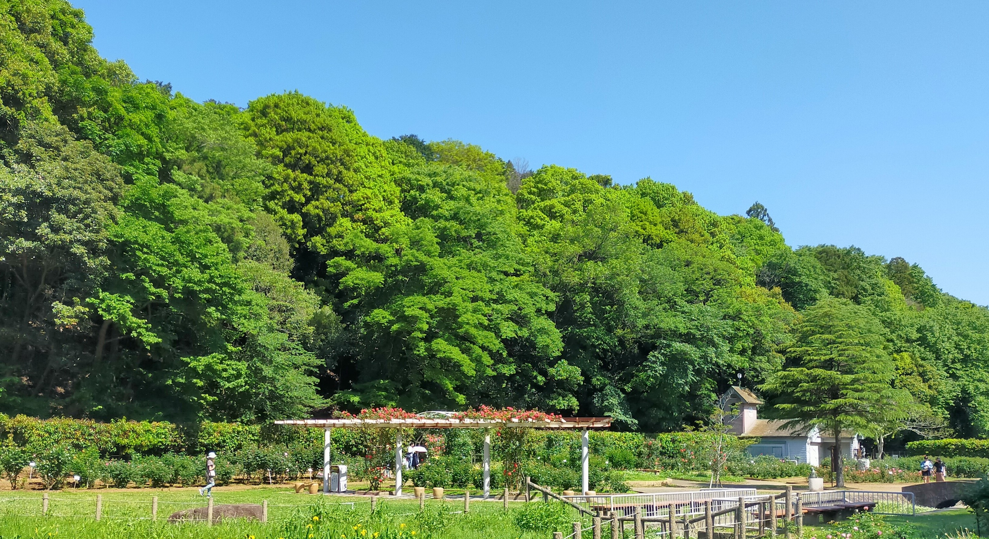 写真：バラ園の写真