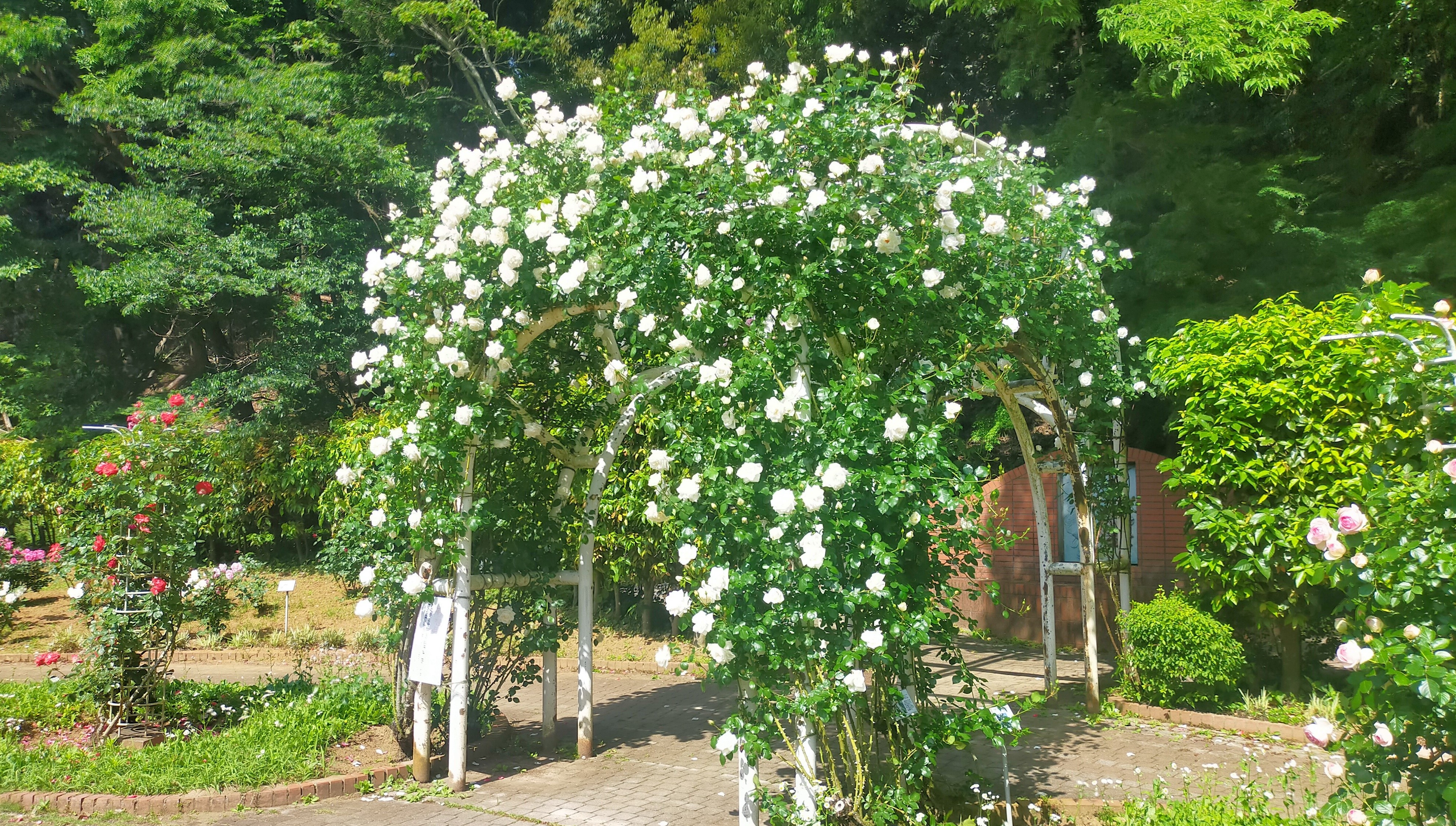 パーゴラの写真