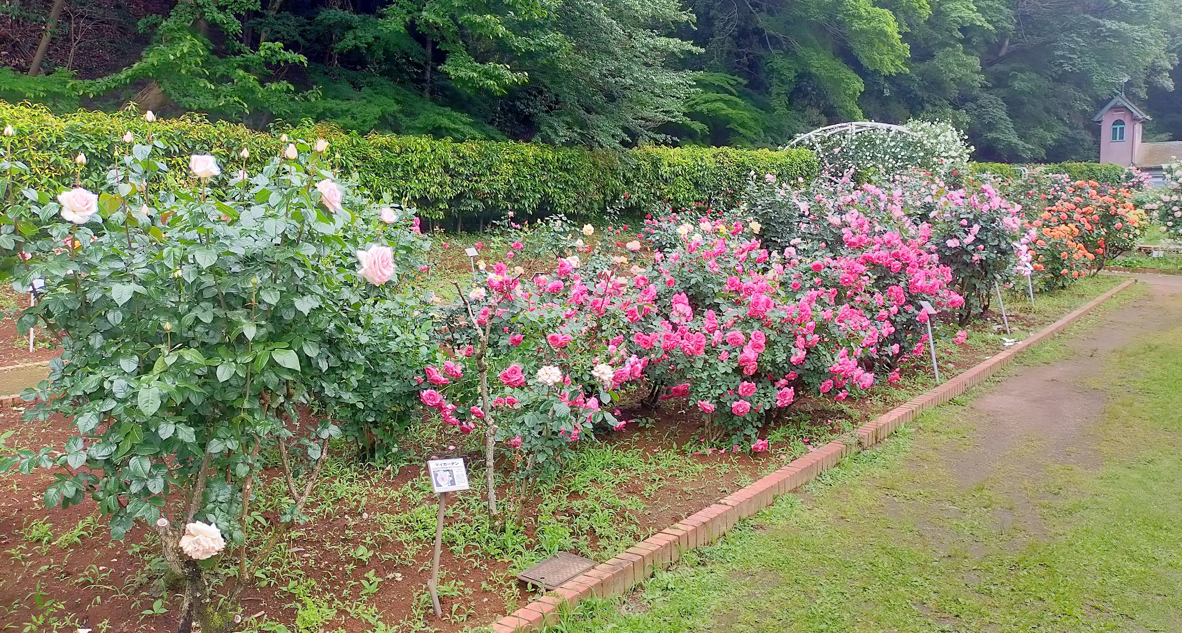 南西花壇の写真