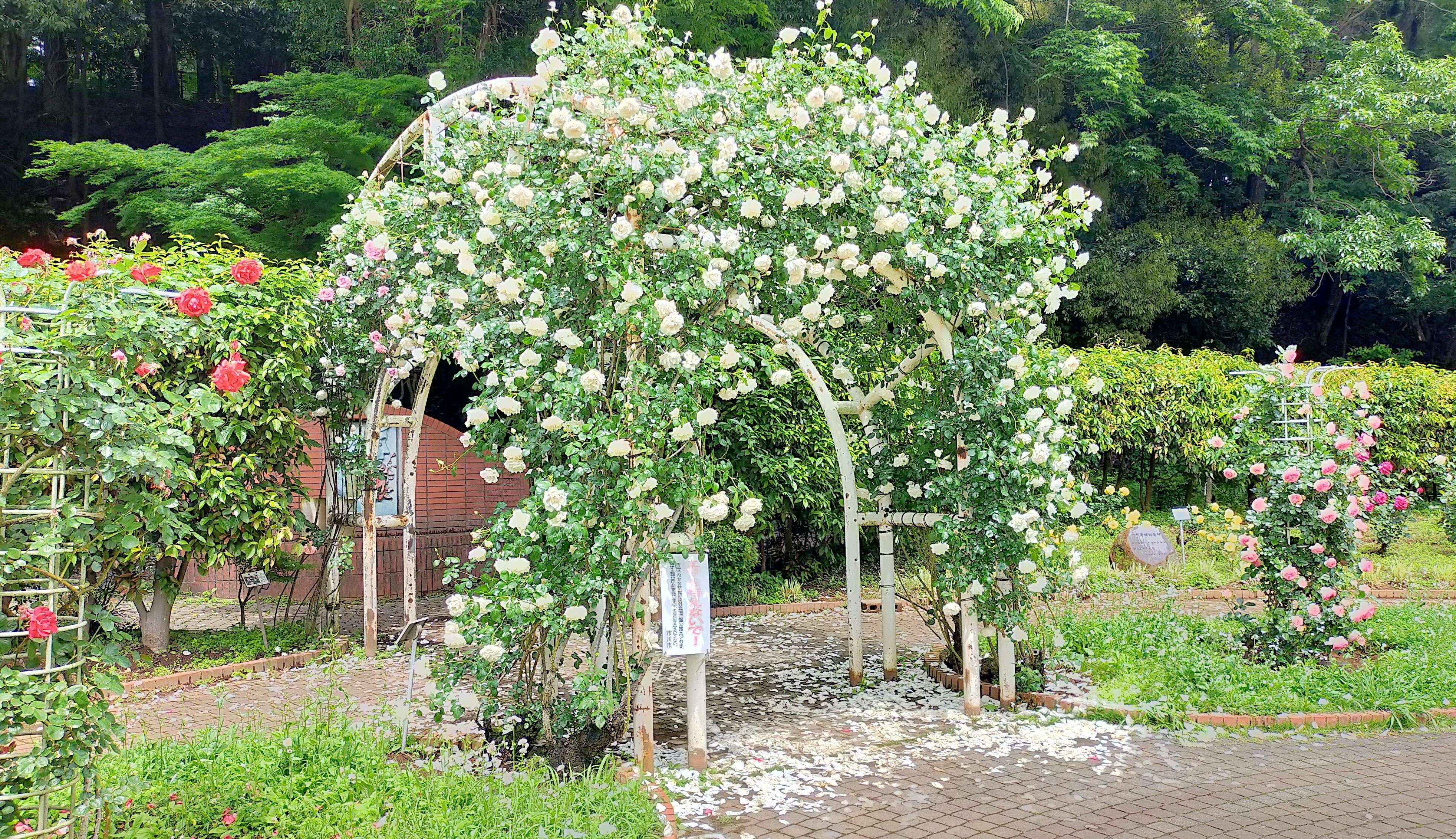 中央パーゴラの写真