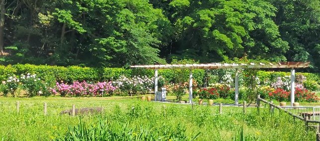 バラ園全体の写真