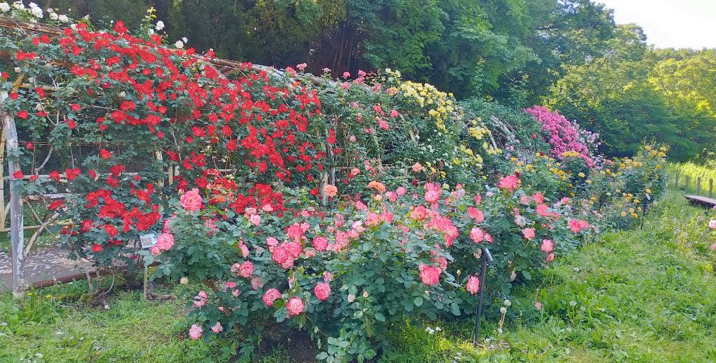 パーゴラの写真