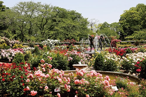 画像：春と秋にはバラが楽しめます