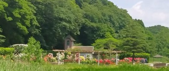 写真：バラ園全体の写真