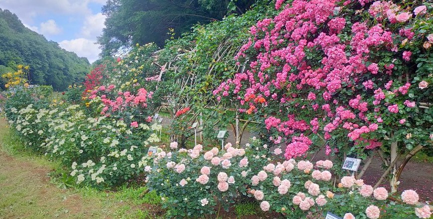 写真：パーゴラの写真