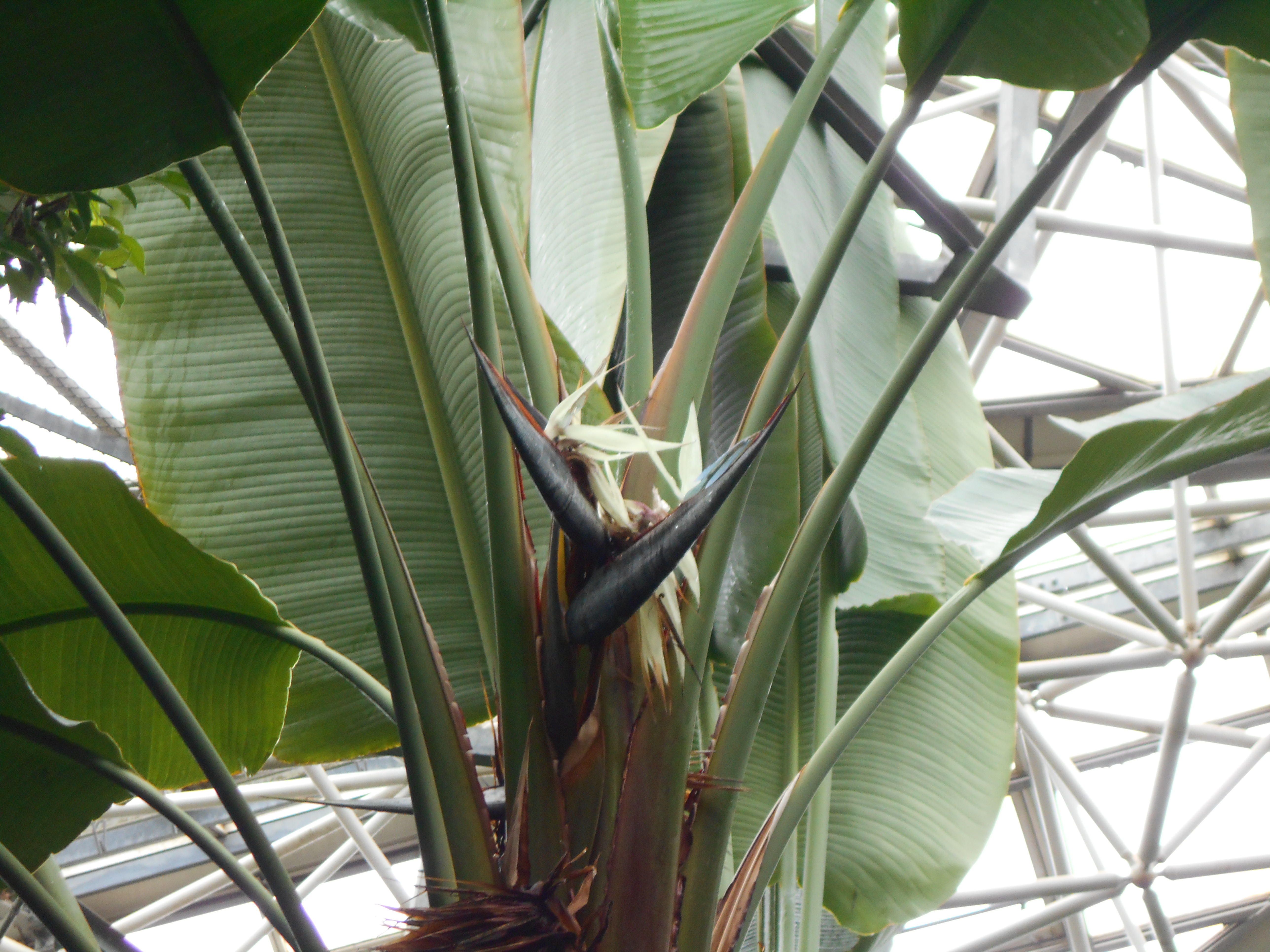 写真：タビビトノキ開花画像