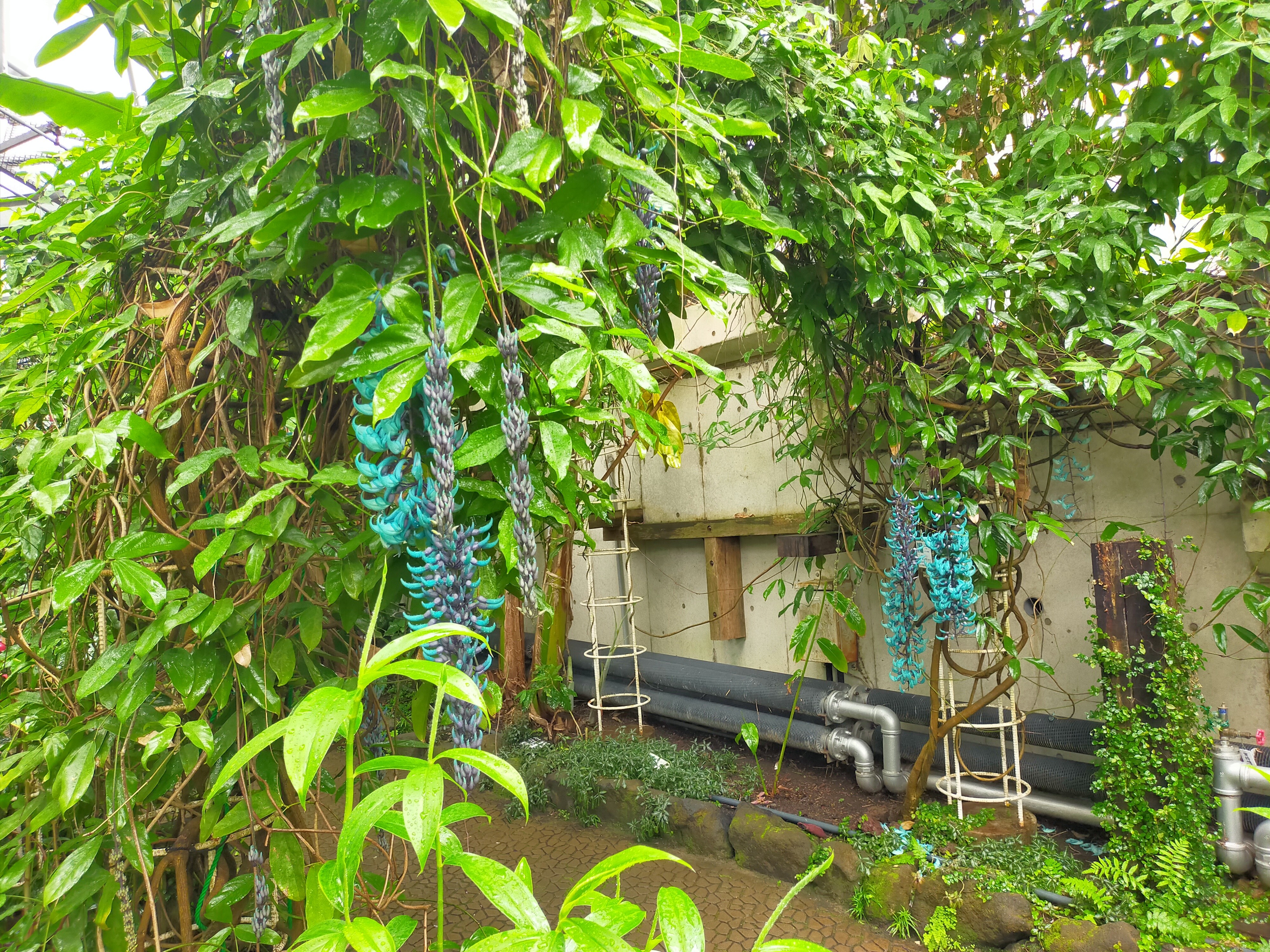 ヒスイカズラ画像2