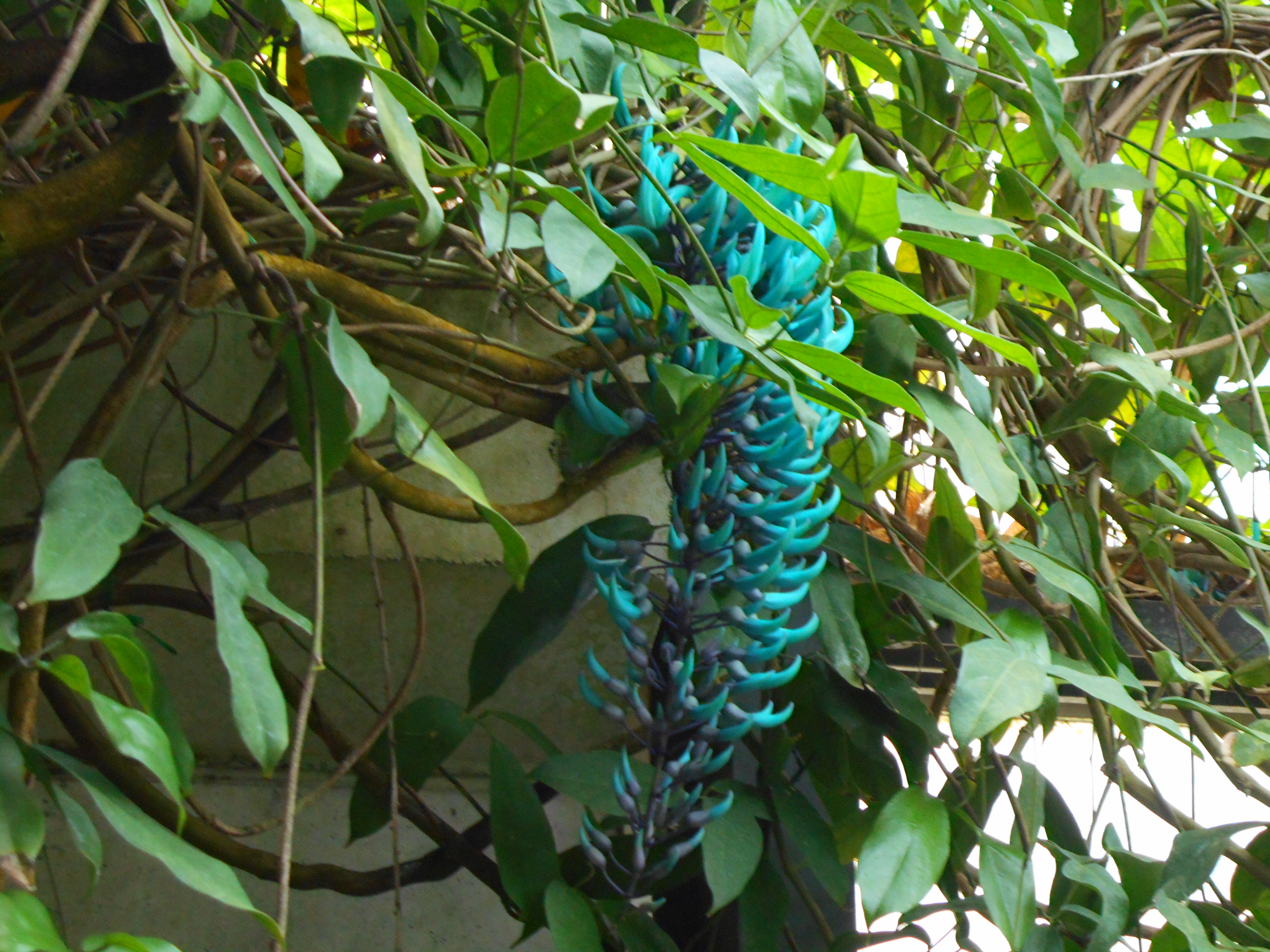 写真：最後ヒスイカズラのつぼみの房の写真