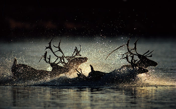 夕暮れの極北の河を渡るカリブーの画像