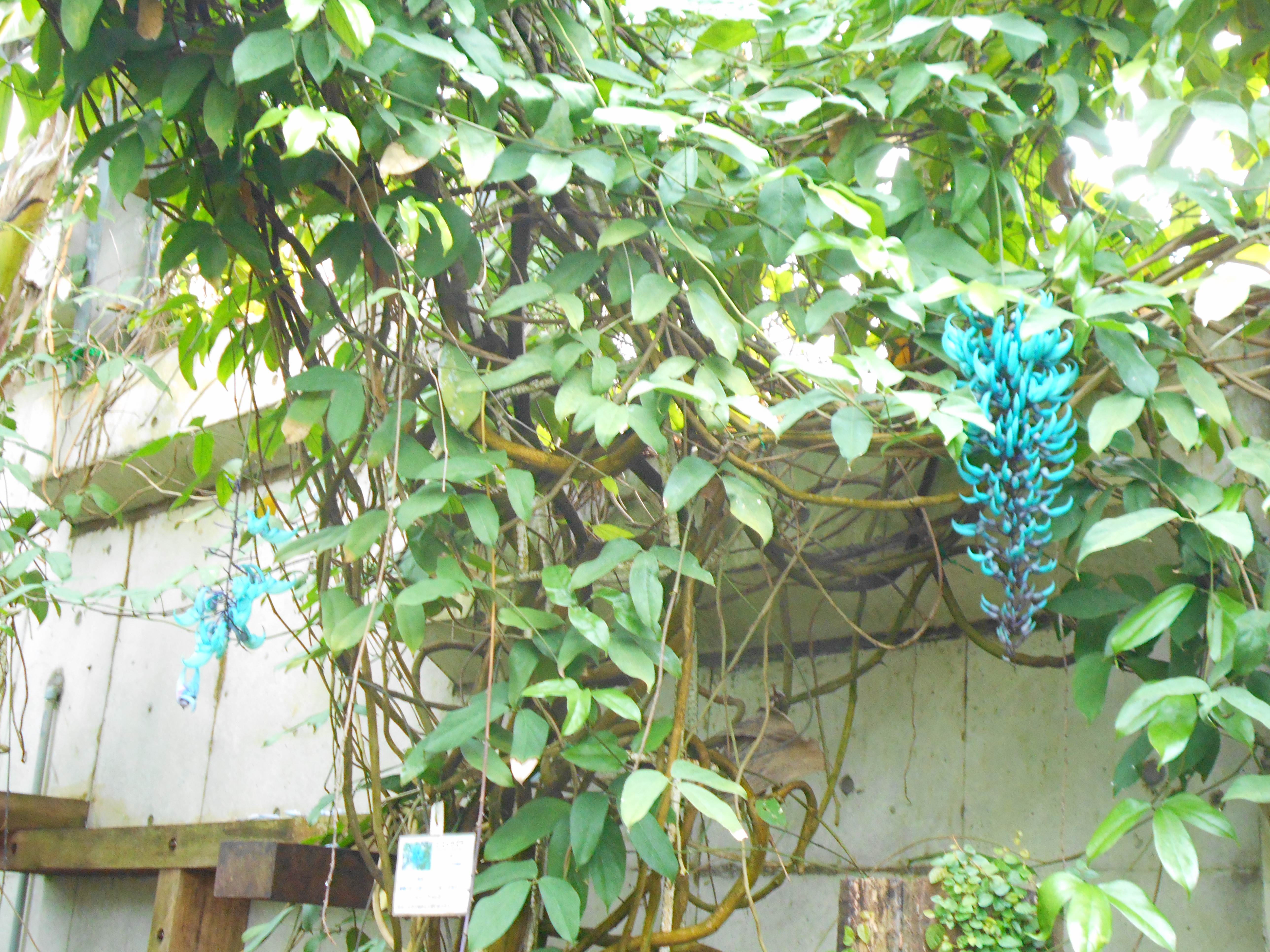 写真：現在のヒスイカズラの写真