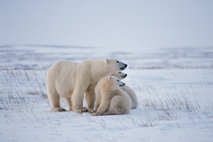【氷の世界に生きるホッキョクグマの親子】の画像