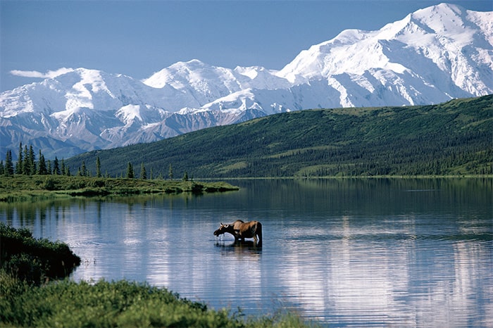 【ムース（デナリ国立公園 ワンダーレイク）】の画像