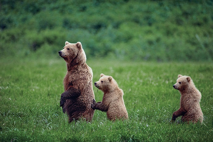 【グリズリーの親子】の画像