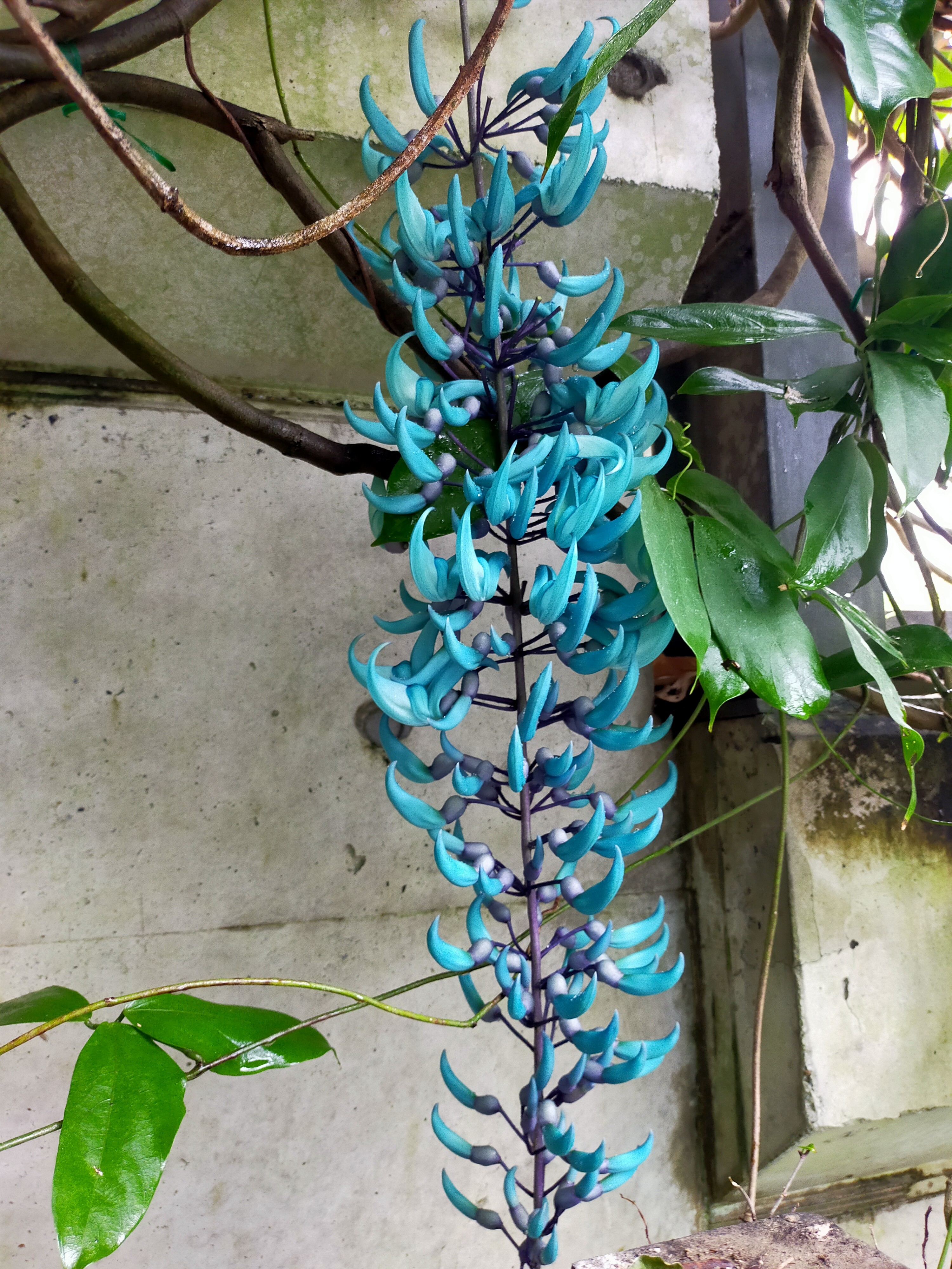 写真：良い状態のヒスイカズラの写真