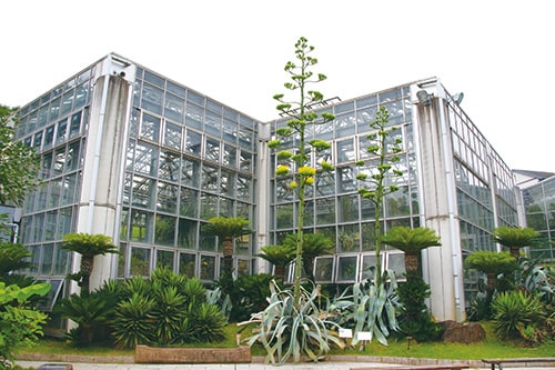 ▲アオノリュウゼツランの画像1