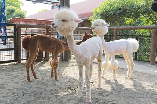 【Twitter】もふもふのアルパカたちが・・・[6月17日]の画像