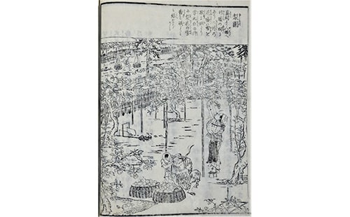 画像:梨園 天保7(1836)年『江戸名所図会』に描かれた八幡周辺の梨栽培の様子(文学ミュージアム蔵)