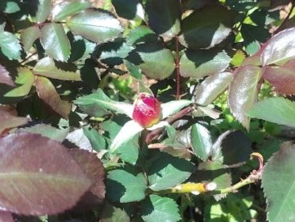 写真：チャールストンのもうすぐ咲くつぼみ