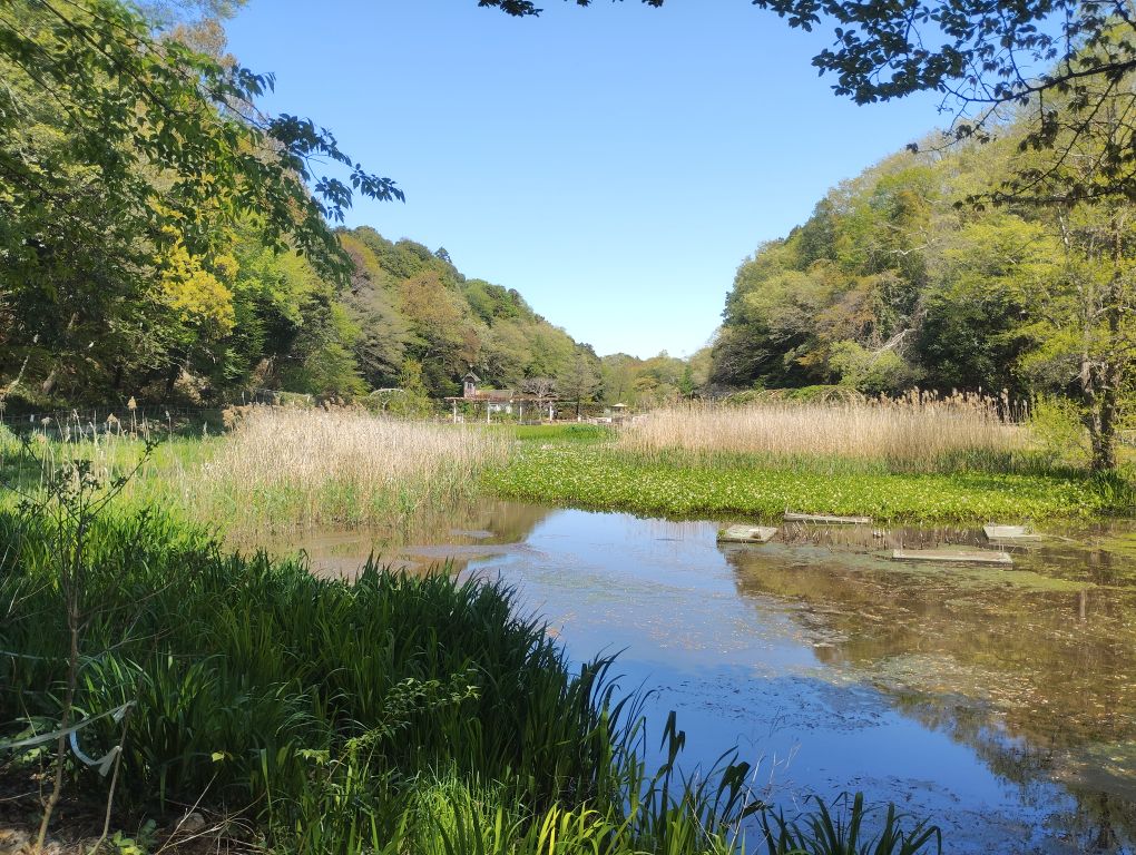 写真：大池から見たバラ園