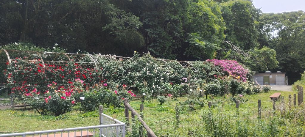 写真：トンネル（ツルバラ）