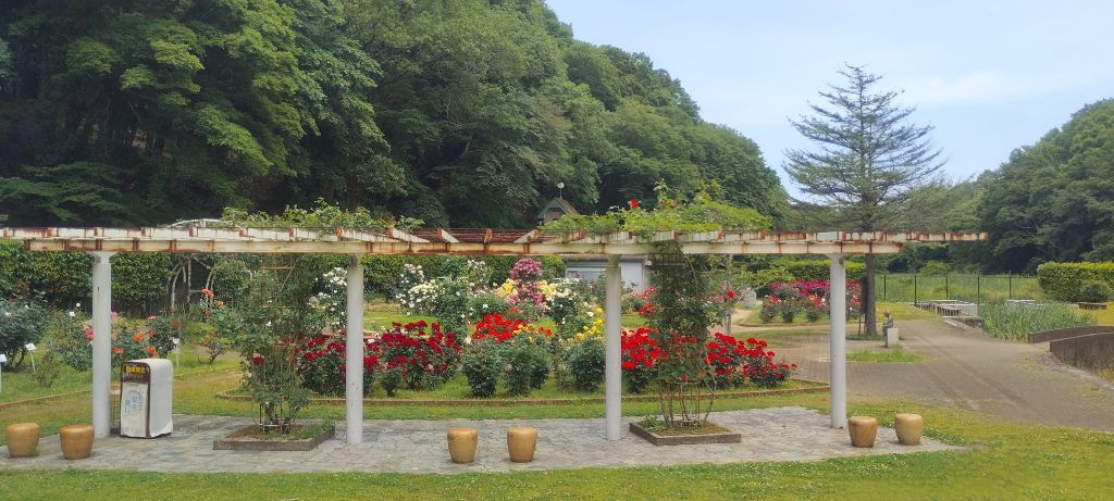 写真：紅の焔（パーゴラのツルバラ）