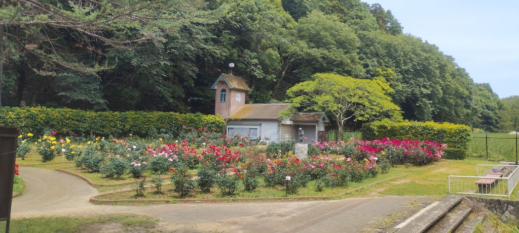 写真：ブライダルピンクとチャールストンの開花状況