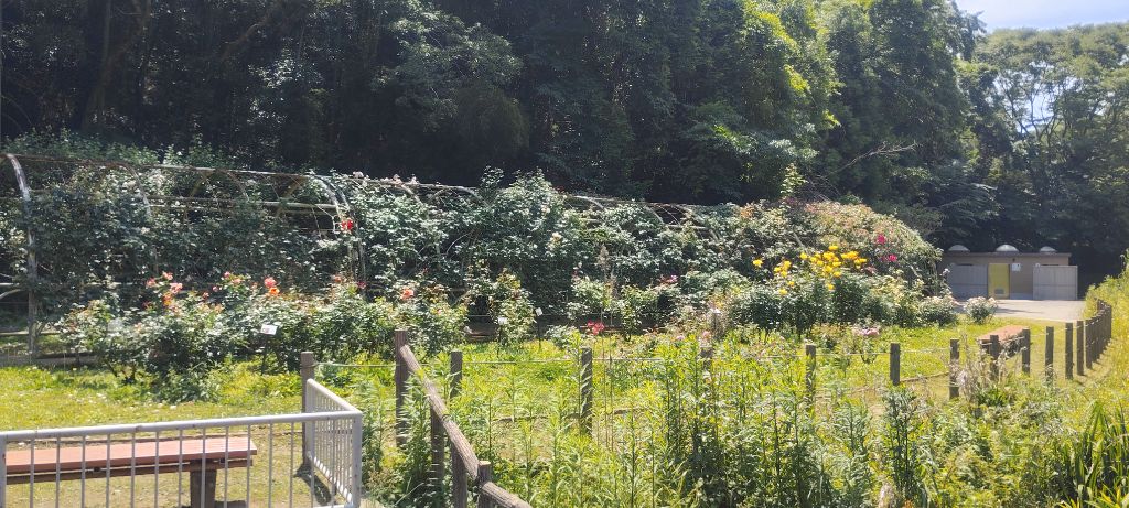 写真：トンネル（ツルバラ）