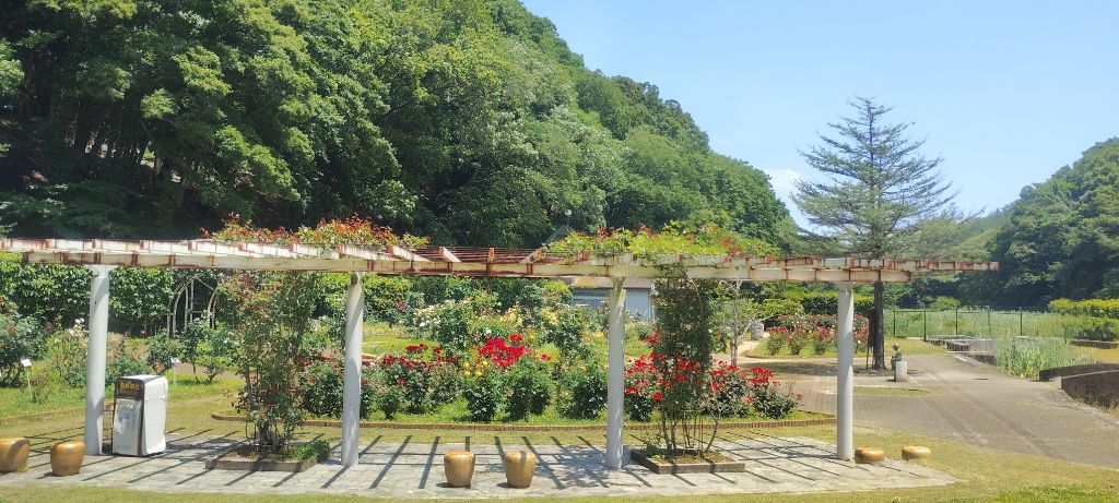 写真：紅の焔（パーゴラのツルバラ）