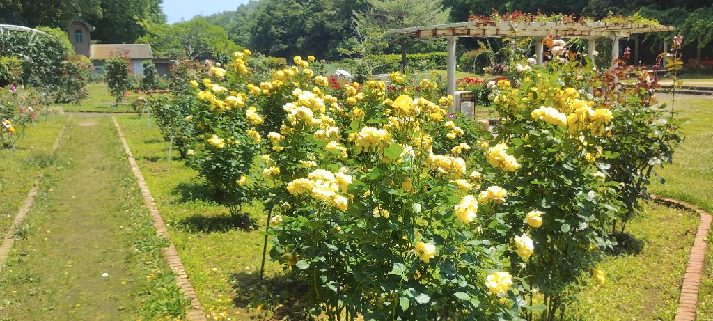 写真：伊豆の踊子の開花状況