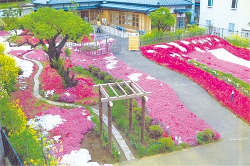 画像：芝桜が咲き誇っていた頃の様子