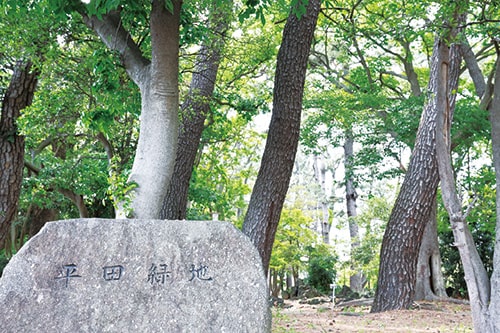 画像：【平田緑地】（市川市平田2-23）
