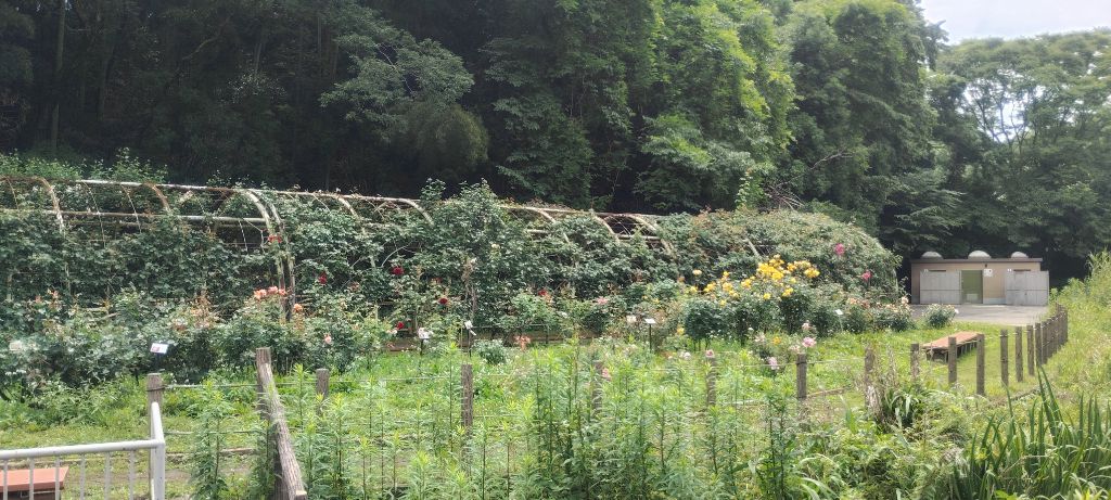 写真：トンネル（ツルバラ）