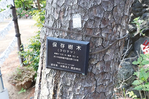 画像：クロマツ