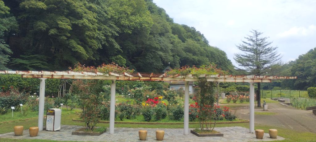 写真：紅の焔（パーゴラのツルバラ）