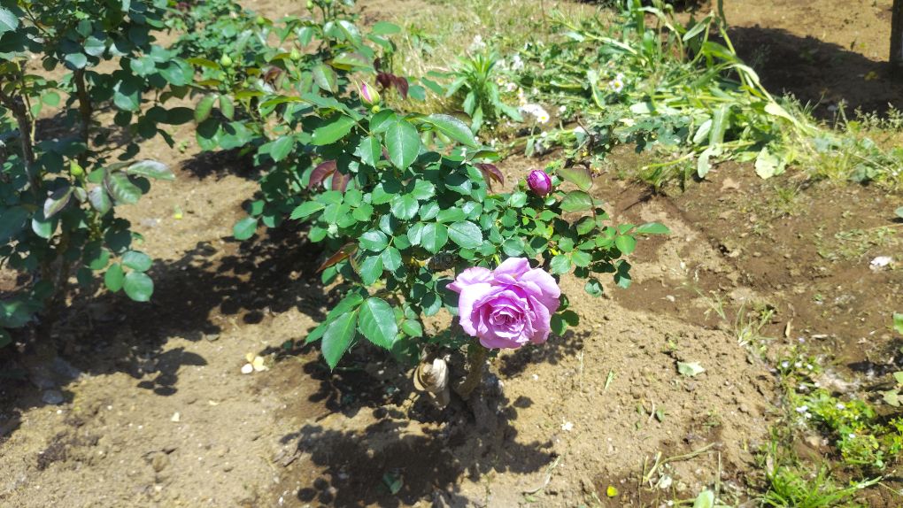 写真：チャールストンのもうすぐ咲くつぼみ