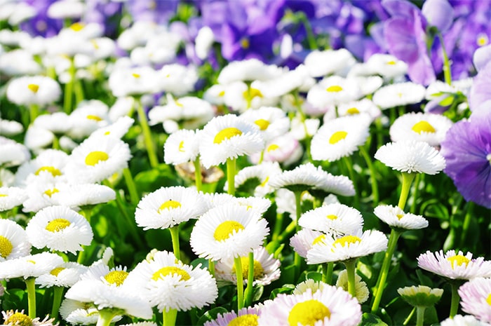 画像：「協働花づくり2025」参加者募集