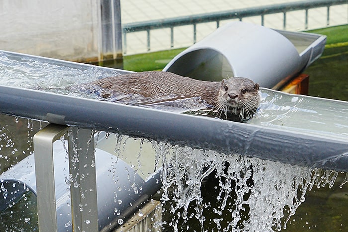 画像：流しカワウソ