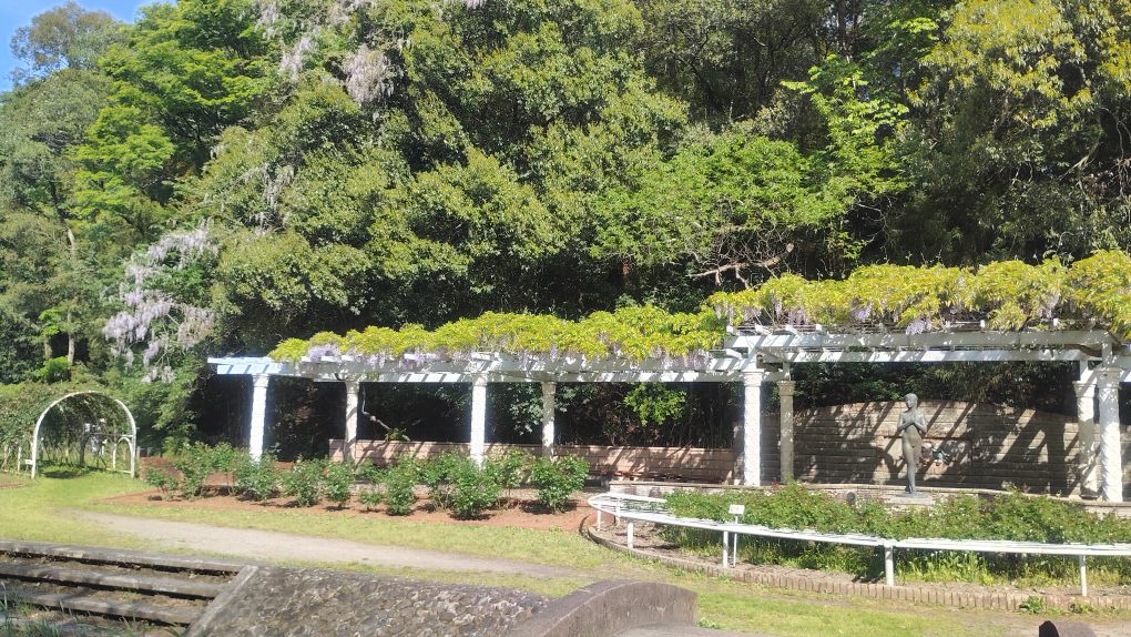 写真：藤棚と山藤