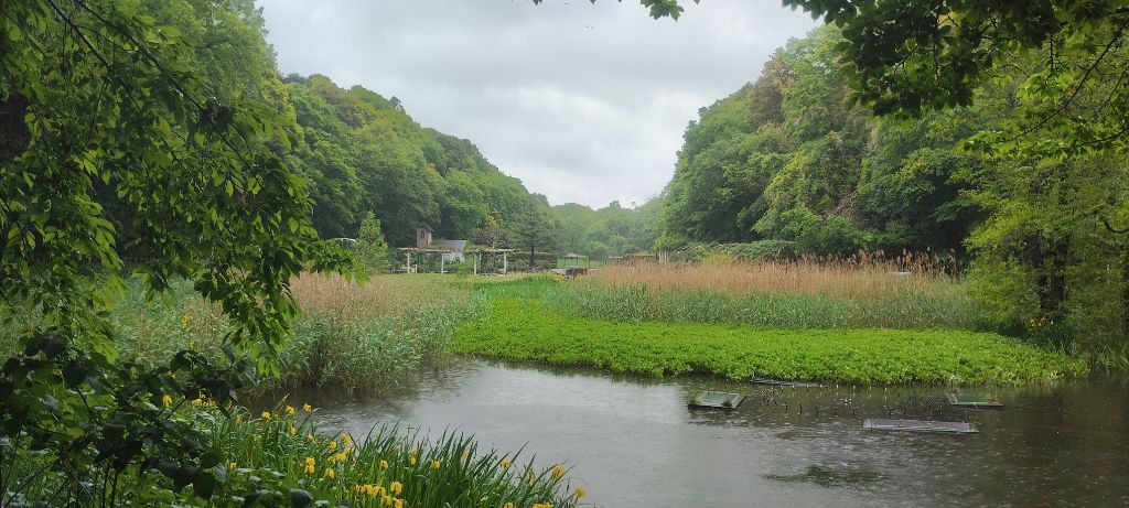 写真：大池から見たバラ園