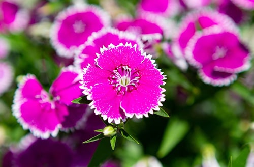 ナデシコの画像