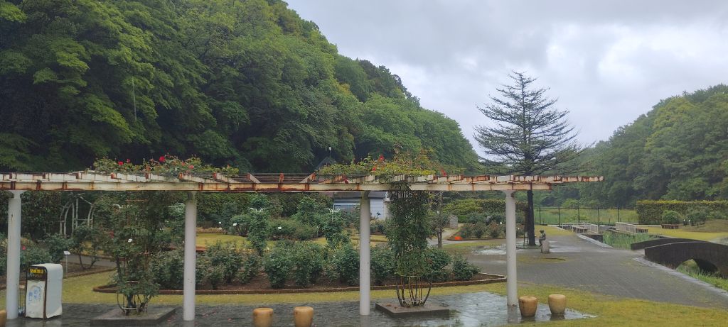 写真：紅の焔（パーゴラのツルバラ）